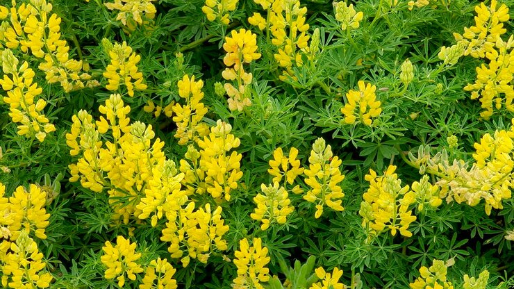 Lupino di Sabin verde vibrante con foglie e fiori gialli in piena fioritura in estate
