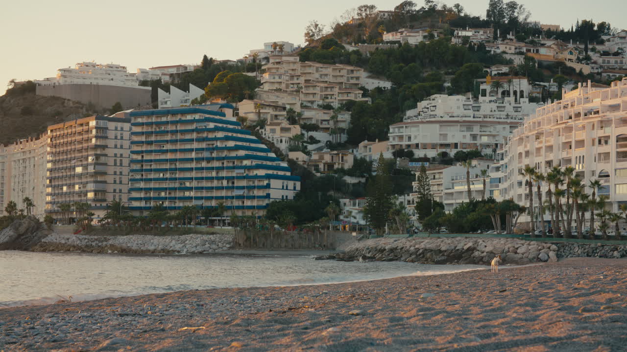 Un cagnolino bianco cammina lungo una spiaggia durante l'ora d'oro, con palme ed edifici collinari mediterranei sullo sfondo. Filmato ad Almuñécar, Spagna
