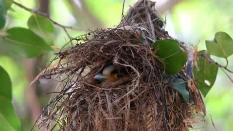 Der-Silberbrust-breitschnabel-Ist-Ein-Berühmter-Vogel-In-Thailand,-Sowohl-Lokal-Als-Auch-International