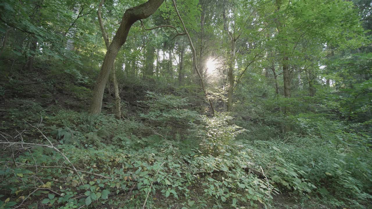 la luz del sol se ve a través de los árboles a lo largo del arroyo wissahickon