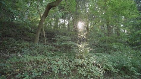 la luz del sol se ve a través de los árboles a lo largo del arroyo wissahickon