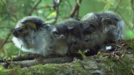 pequeño y adorable pollito de warbler saca la cabeza de los hermanos en la rama del árbol