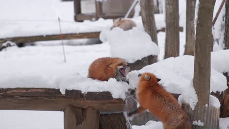 two red foxes fighting in the snow