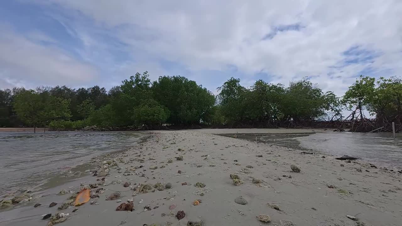 A tropical mangrove forest along a coastal shoreline, home to diverse wildlife and a natural barrier against coastal erosion.