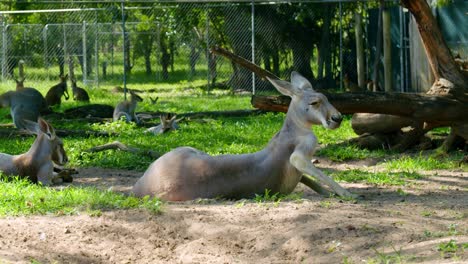 Entspannte-Kängurus-Sitzen-Und-Liegen-Auf-Einer-Sandigen-Wiesenlandschaft-Im-Park-In-Brisbane,-Australien