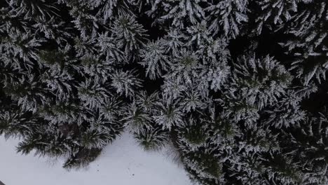 Vista-Aérea-Del-Bosque-De-Pinos-Cubierto-De-Nieve-En-Invierno