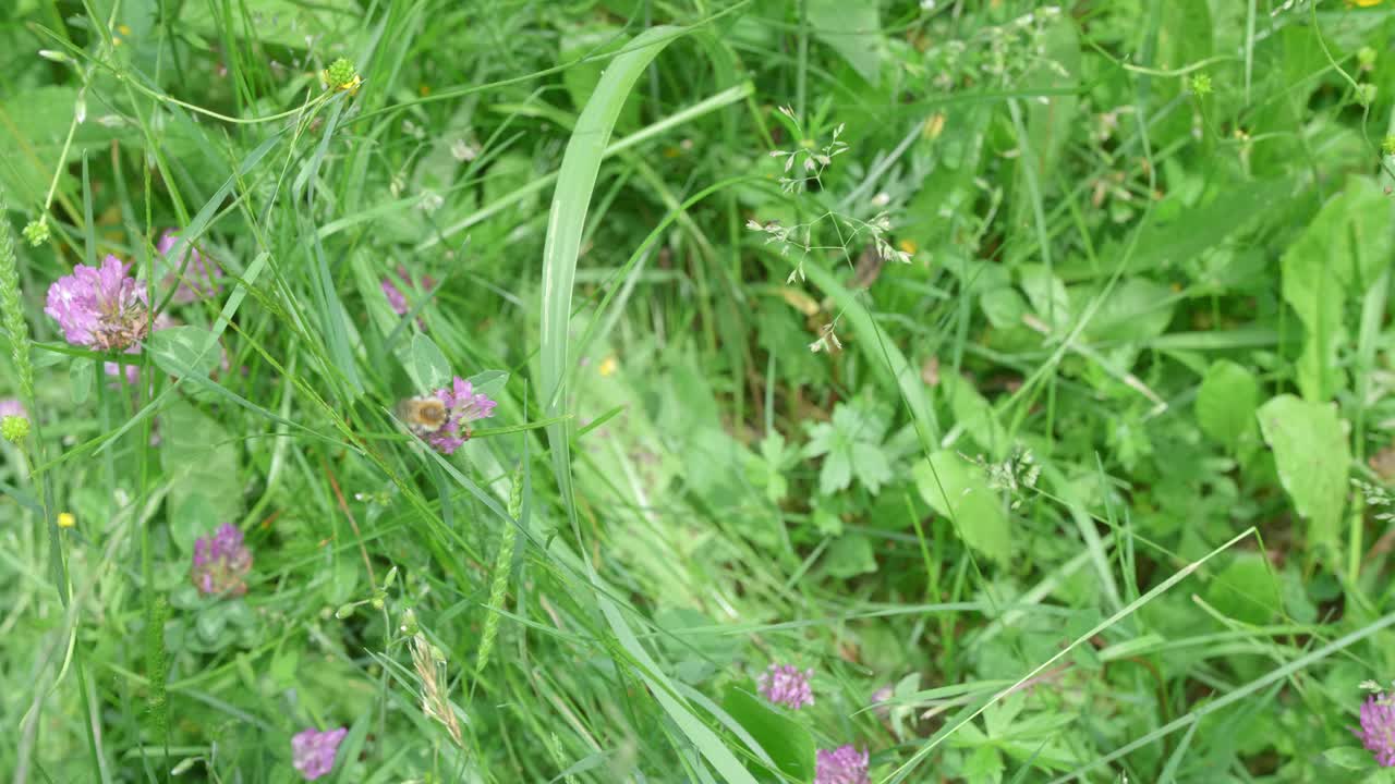 panorámica de un abejorro polinizando una flor de trébol en un prado