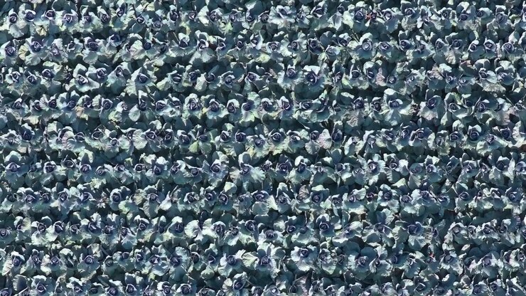 Aerial View of Rows of Red Cabbage in a Farm Field
