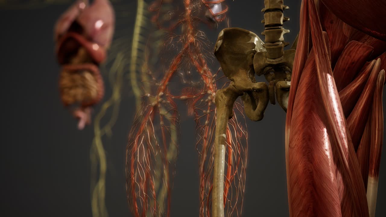 ilustración animada de la anatomía humana en 3d