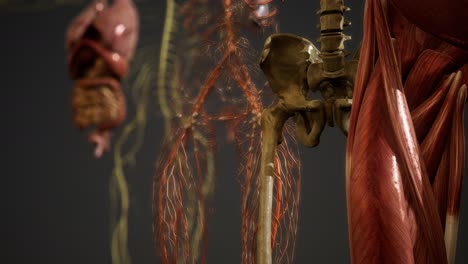 Animierte-3D-Illustration-Der-Menschlichen-Anatomie