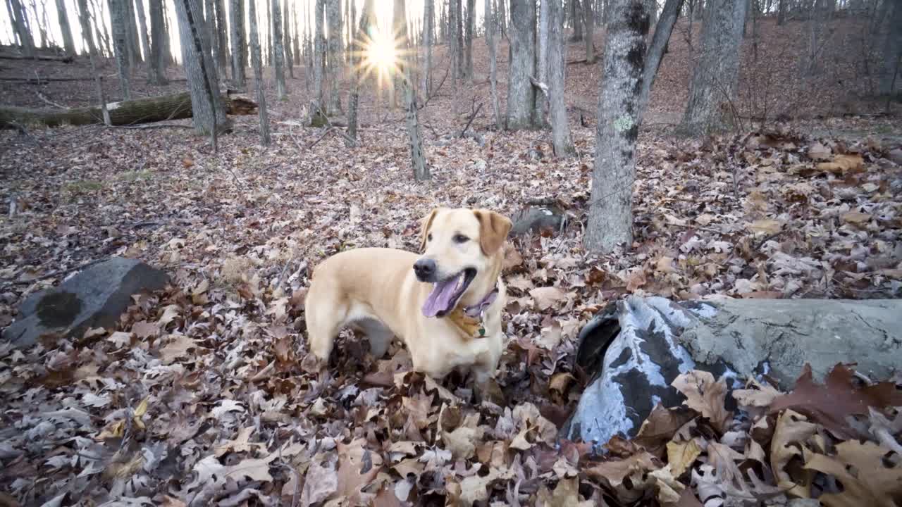 Dog playing in autumn leaves in the forest