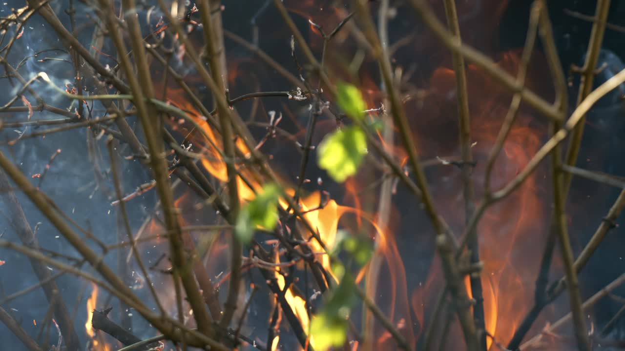 Forest fire in close-up. The branches of shrubs and trees are burning and smoking. Wildfires caused by arson or nature. Shot on super slow motion camera 1000 fps