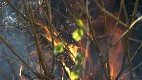 forest fire in close-up. the branches of shrubs and trees are burning and smoking. wildfires caused by arson or nature. shot on super slow motion camera 1000 fps