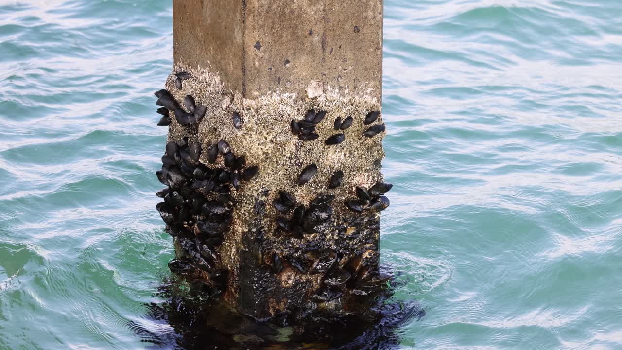 Waves hitting a mussel-covered pier