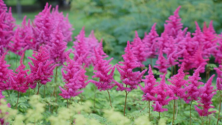 Ripresa al rallentatore di vivaci fiori di Astilbe che ondeggiano al vento in un campo verde, primo piano.