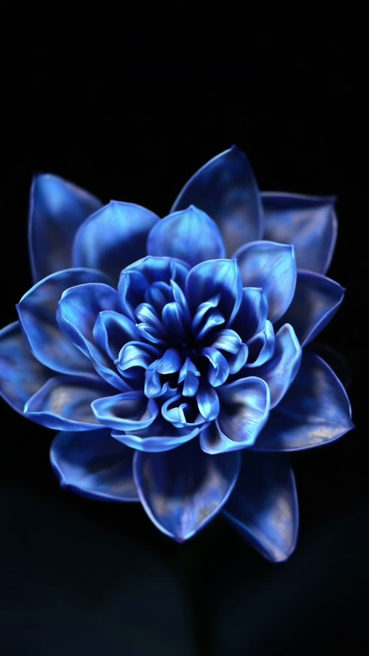 una flor azul sobre un fondo negro