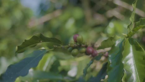 Close-up-of-Coffee-plant-and-its-berries