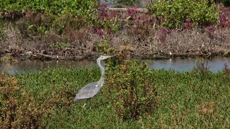 Zu-Fuß-Durch-Das-Gras-Nach-Rechts-An-Einem-Windigen-Tag,-Graureiher-Ardea-Cinerea,-Thailand