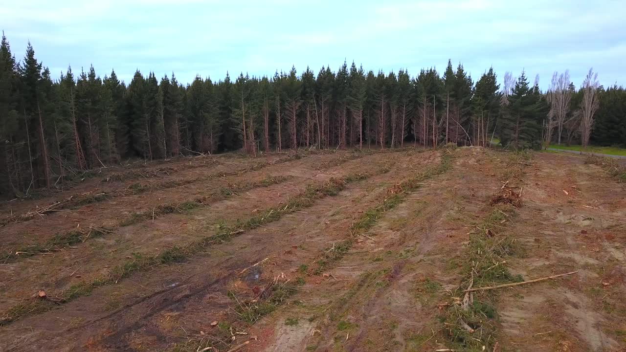 Aerial Drone Flyover of a Logged Forest in New Zealand