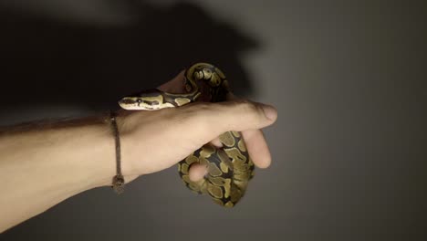 pequeño phyton en manos humanas