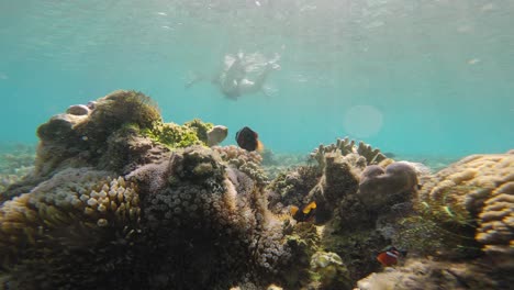 clownfish inhabit a foreground anemone while a woman floats on the surface in the background