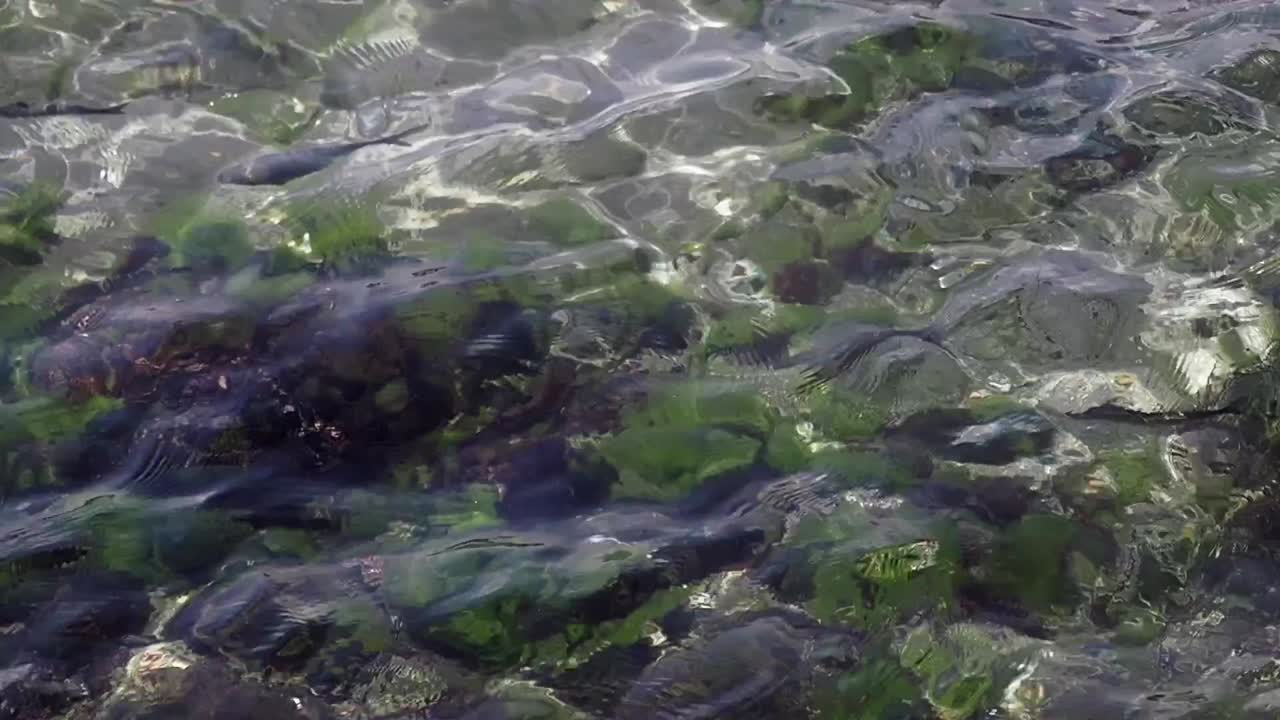 чистая голубая вода с морскими водорослями и камнями