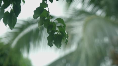 tropical nature with bokeh palm trees backdrop. selective focus shot