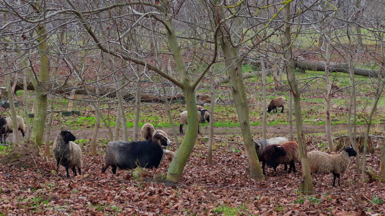 Fluffy hairy sheep walk and pasture among the trees in autumn. Domestic animals walk by the brown dry leaves in the wood.