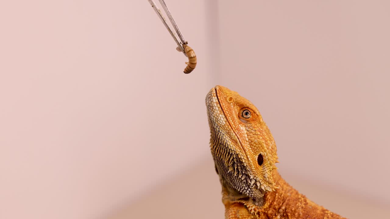 A bearded dragon captures a superworm using tongs in a controlled environment with soft lighting