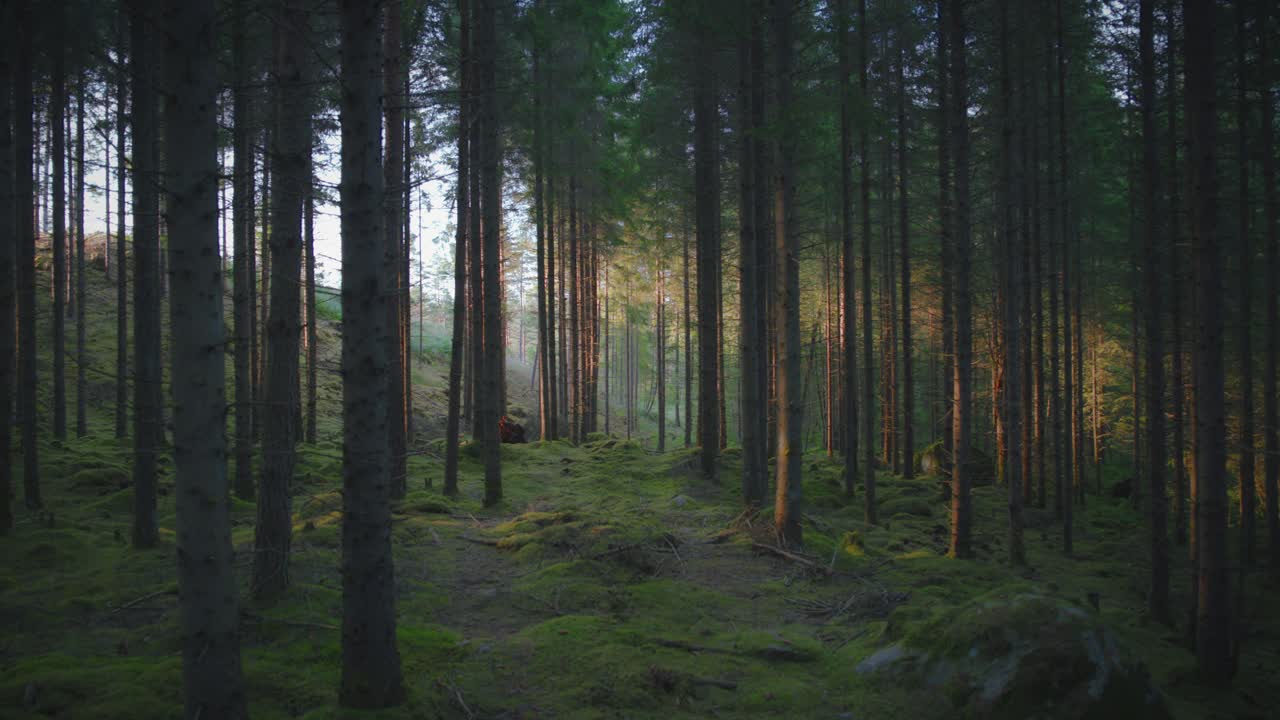 Swedish pine forest with rays of golden sunlight