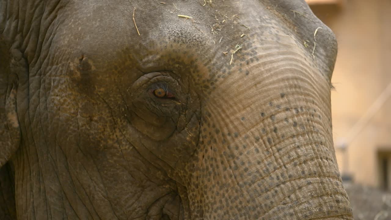 Looking deep into the soulful eye of a scarred and weathered captived adult Asian elephant, Zoo Planckendael