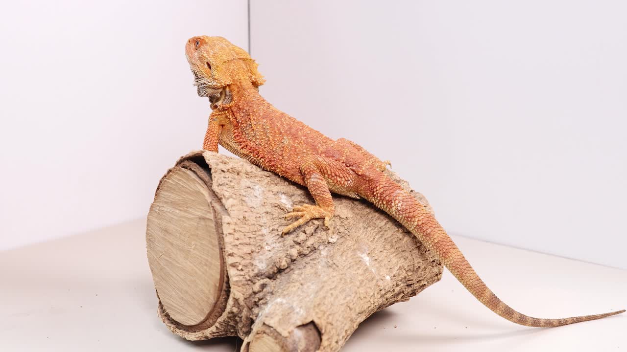 A bearded dragon sits calmly on a log in a well-lit studio setting, showcasing its vibrant colors