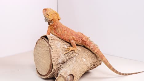 a bearded dragon sits calmly on a log in a well-lit studio setting, showcasing its vibrant colors