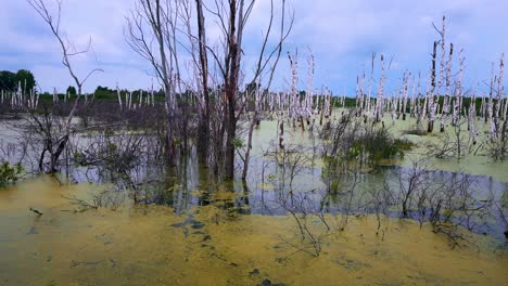a serene wetland landscape featuring stilted trees and lush green algae in a tranquil natural habitat, displaying the beauty of ecosystems and biodiversity