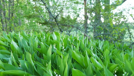 field of convallaria majalis, lily of the valley