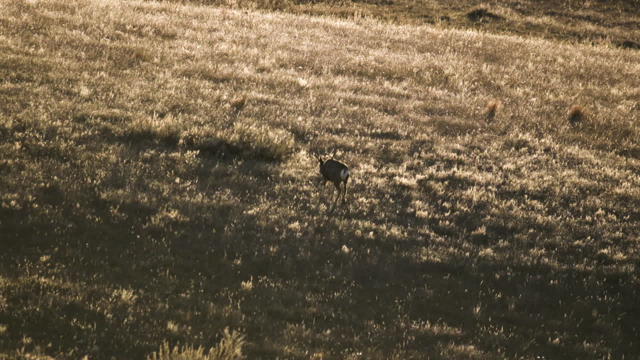 Big Mule deer buck walking on a open plain or field