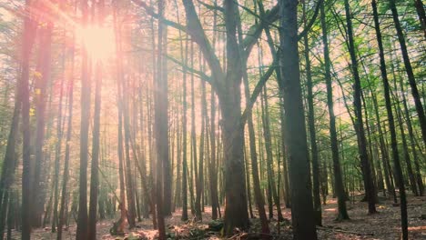 beautiful golden light during a summer sunset in a magical forest
