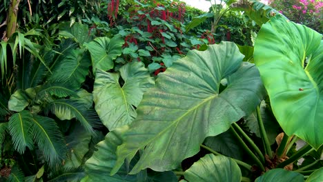 A-slow-panning-shot-of-the-dense-foliage-in-the-Rain-Forest-of-St