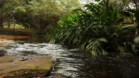 virgin stream passing between stones and green vegetation in paraguay