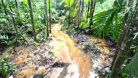 freshwater creek flowing in windsor nature park, singapore