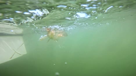 underwater view of a spotted bay bass