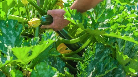 收割新鮮的綠色 zucchini 從植物中,近距離