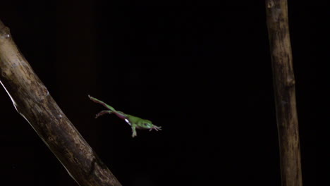 rana de árbol saltando de una rama a cámara lenta