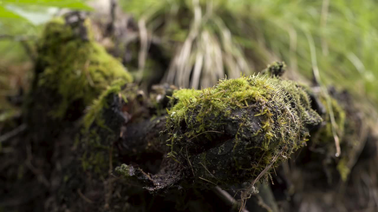 raíz de árbol cubierta de musgo en el bosque