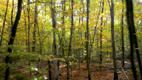 vista aérea de cerca de la naturaleza: el avión no tripulado captura detalles íntimos de las hojas de otoño en un bosque mixto europeo, deslizándose lateralmente para revelar la riqueza de los colores de otoño