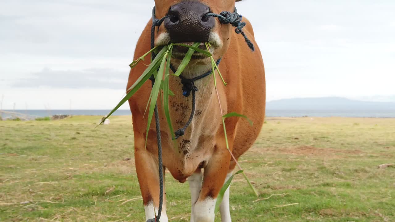 Brown Cow Eats Grass Leaves in Countryside Field Slow Motion Animal Grazing Closeup, Cinematic View