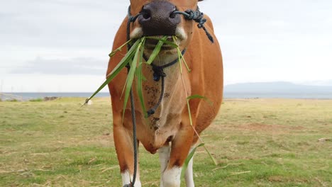 Brown-Cow-Eats-Grass-Leaves-in-Countryside-Field-Slow-Motion-Animal-Grazing-Closeup,-Cinematic-View