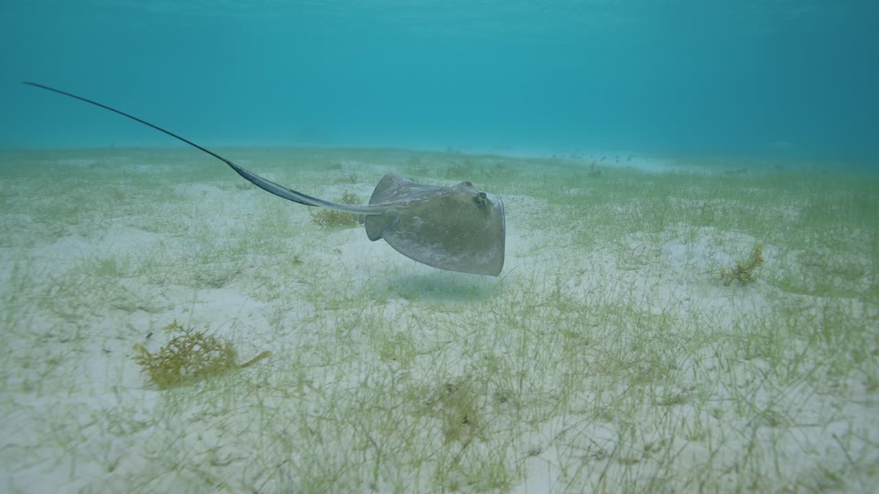 En rokke ligger stille på den sandede havbund i lavt, turkisblåt vand og glider ind i sine omgivelser med sin flade krop og lange hale slæbende bag sig