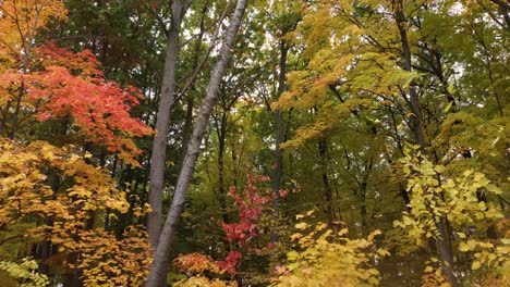 Herbstnatur-Im-Wald