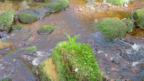woodland landscape